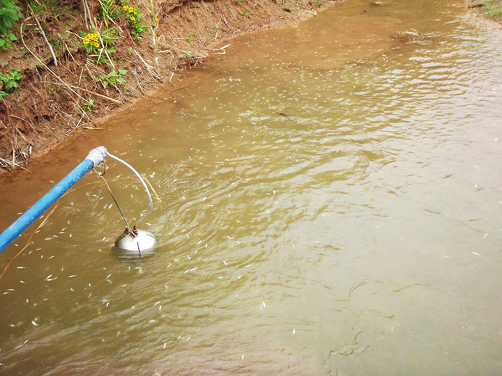 Electrofishing probes temporarily stun the fish.