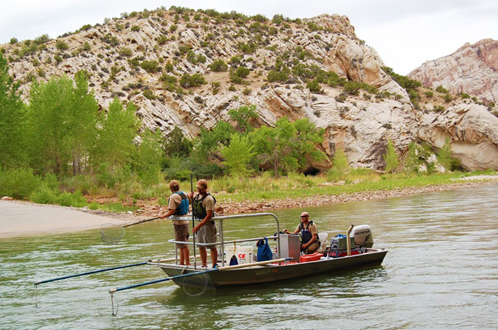A Utah DWR field crew rides along in an electrofishing boat.