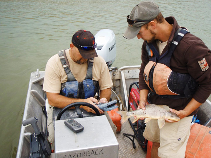 Biologists use the Allegro MX to collect data on the fish, including this endangered razorback sucker.