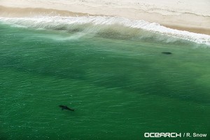 Great White shark Katherine spotted by plane before being captured and tagged.