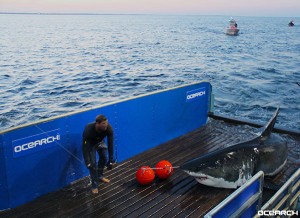 This hydraulic lift allows scientists to pull in and tag a live mature shark, in this case Mary Lee. 