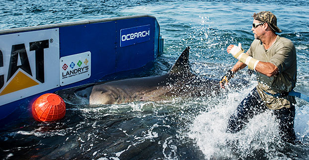 Chris Fischer helps tag Katharine, a 14-foot 2-inch, 2,300-pound great white, on Sept. 17, 2012. Katherine cruises the East Coast of the United States.