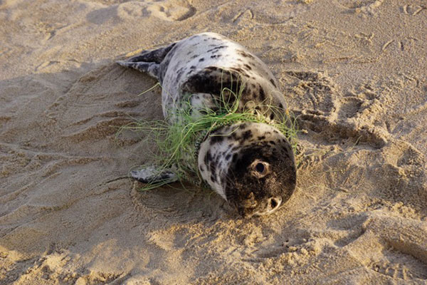 Photo: Genni Brookshire/Ceto Marine Research
