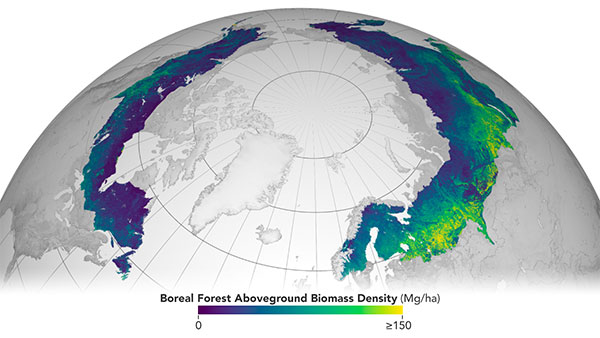 Circumboreal forest biomass density mapped at high spatial resolution (30 m) with NASA’s ICESat-2, the joint NASA/USGS Landsat-8, and ESA Copernicus Digital Elevation Model (DEM) data. This provisional product is representative of 2020 conditions and is an open-source science product created on the NASA-ESA MAAP platform that will be validated in the coming months. (Image: NASA/ESA)