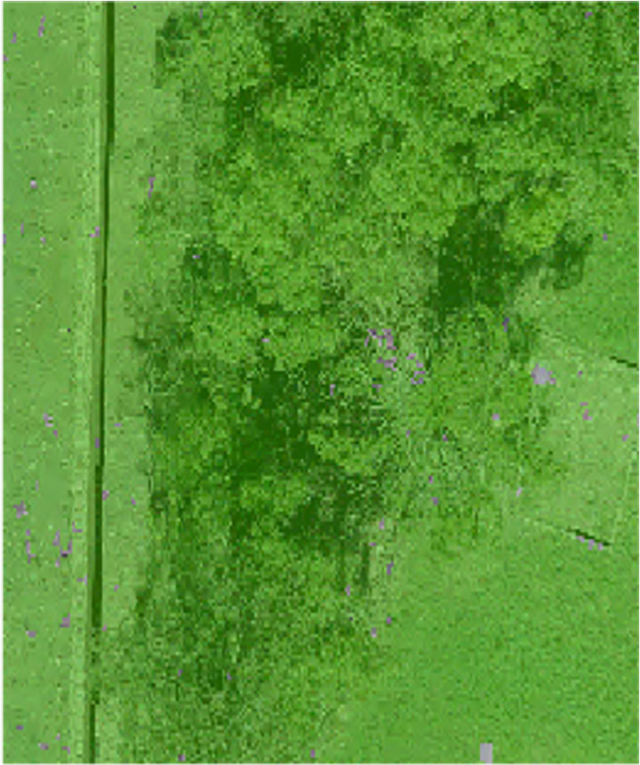 Figure 3. Pixel-derived object-based classification, developed using machine learning, identifies unmarked headstones from UAV-collected imagery. (Image: Stephanie Clark)