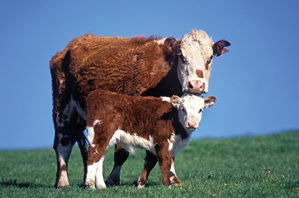 Photo: JohnCarnemolla/iStock/Getty Images Plus