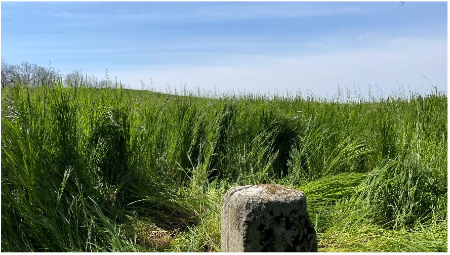 View from Mason Dixon Stone #95 looking toward Maryland (Image: Tim Burch)