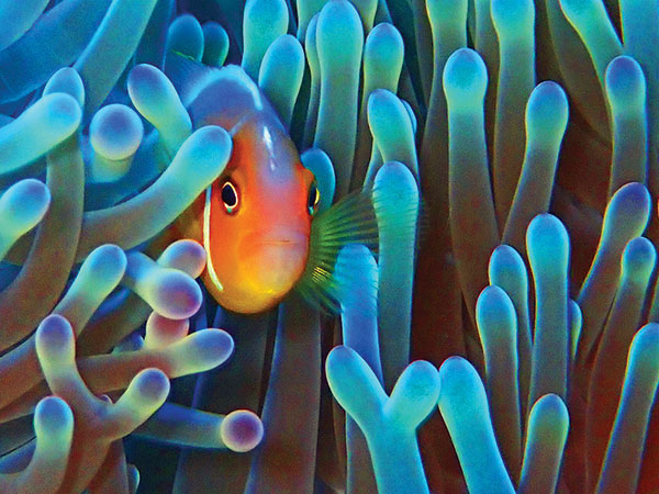 Photo: NOAA Fisheries/Raymond BolandPhoto: