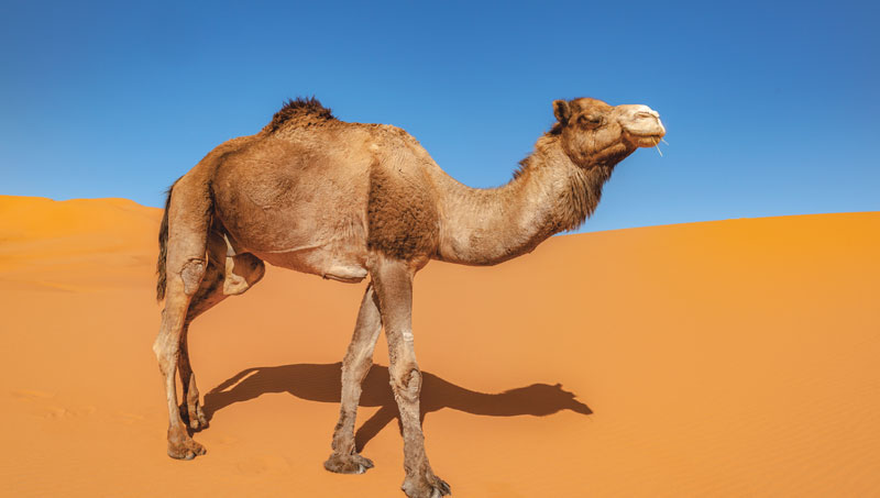 Image: Pavliha/ iStock/Getty Images Plus/Getty Images