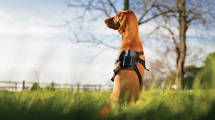 The Satellai Collar features a lightweight tracker attached to a padded harness designed to avoid snags, discomfort or mobility restrictions. (Photo: Satellai)