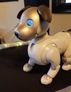 The Aibo robot dog uses artificial intelligence to mimic a real puppy’s behavior. (Photo: Kevin Dennehy)