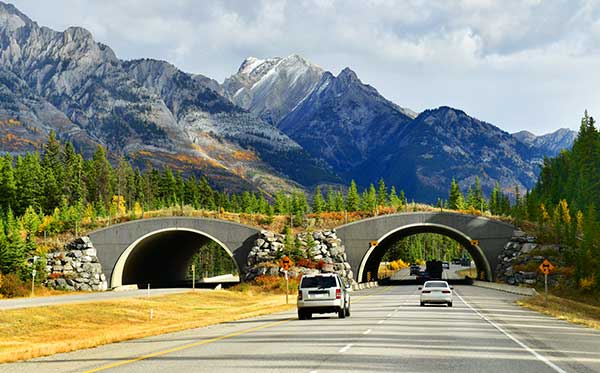 Photo: i viewfinder/Shutterstock.com